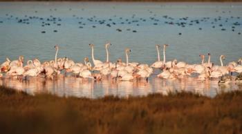 MonNatura, dans le delta de l'Èbre