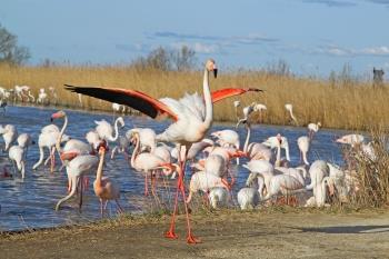 Mon Natura. Coneix millor el nostre Delta